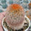 Thumbnail: Mammillaria Carminae