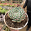 Thumbnail: Echeveria Colorata Mother 19