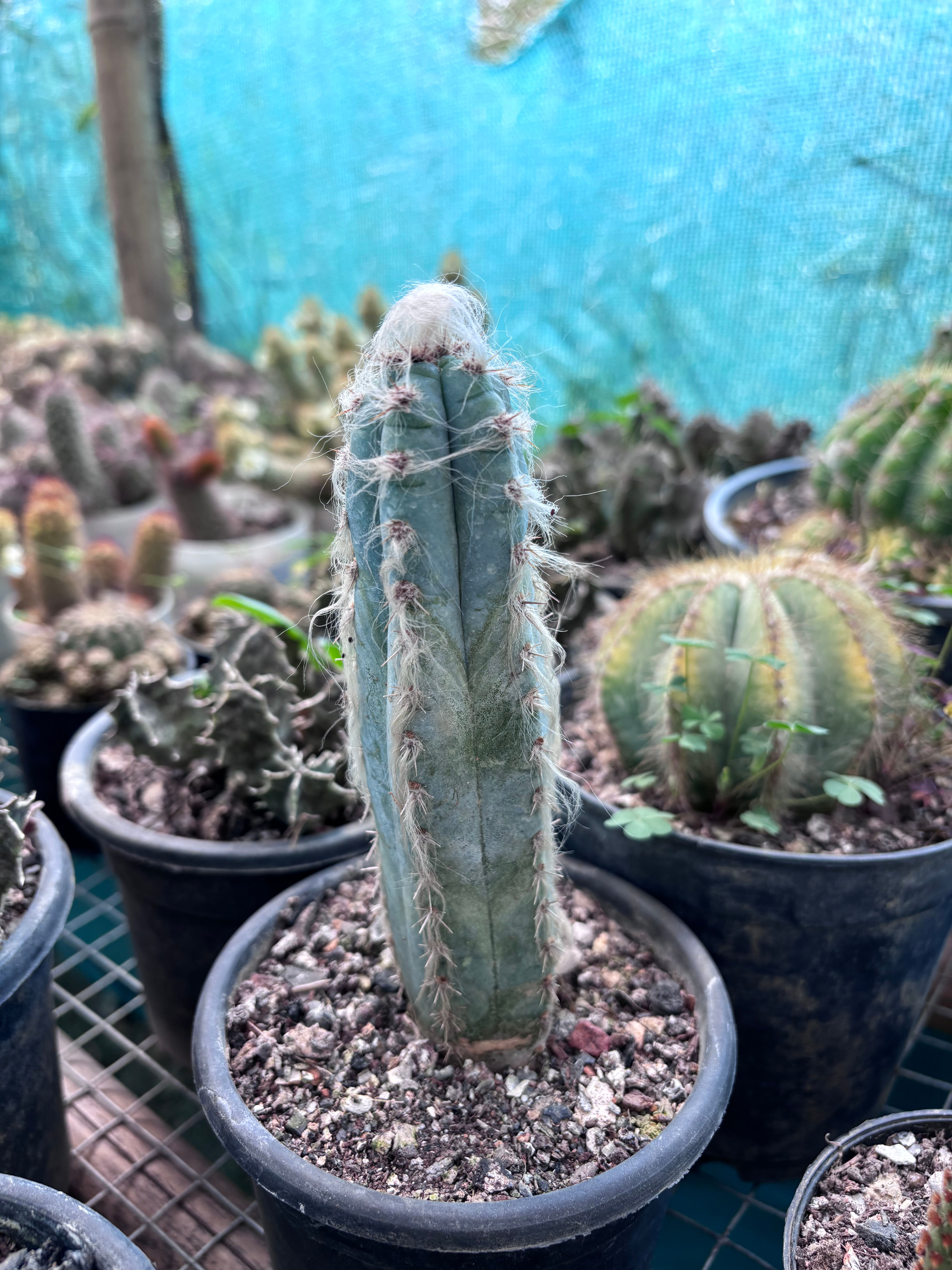 Blue Cactus