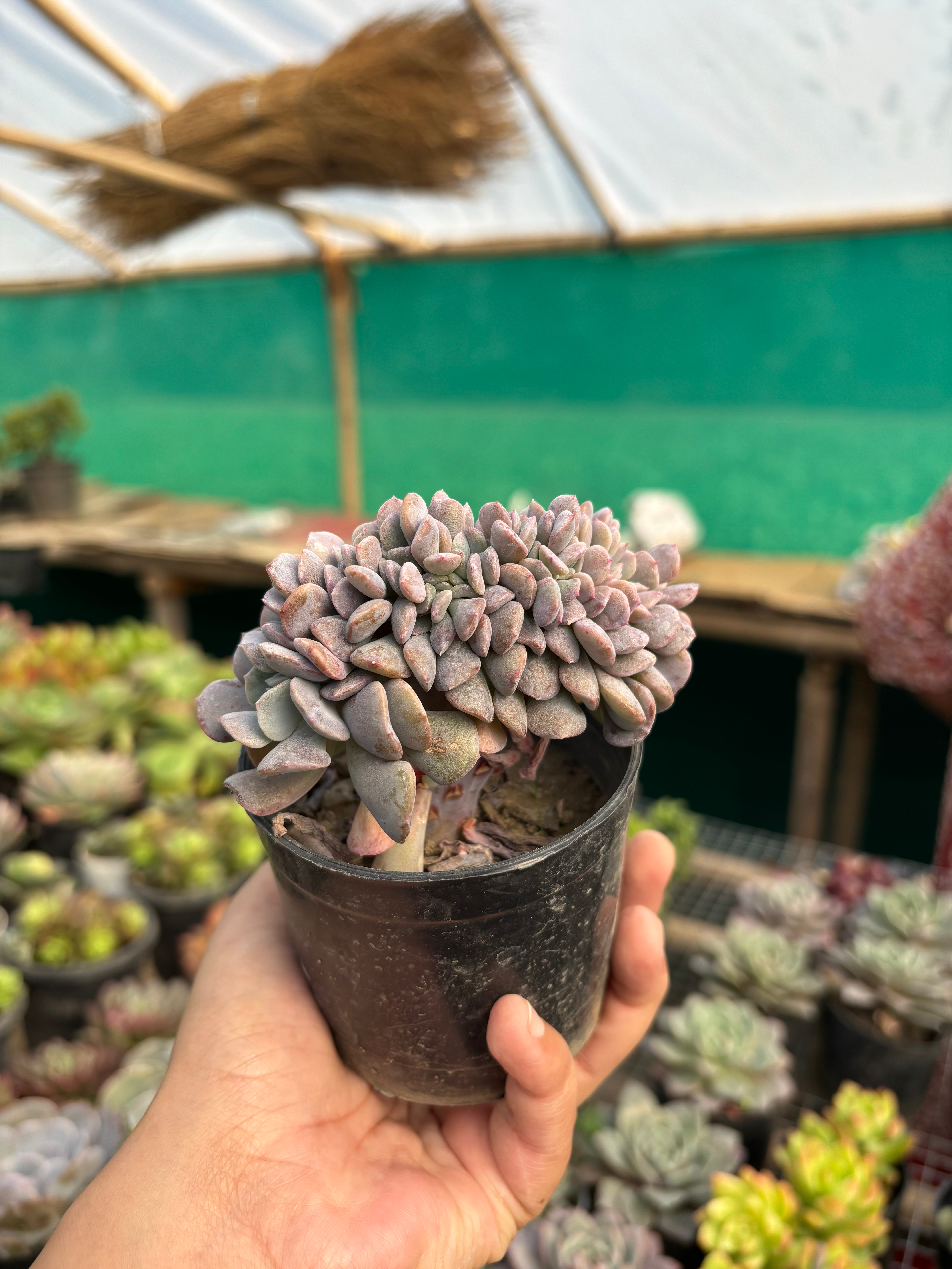 Echeveria Cubic Frost Crest