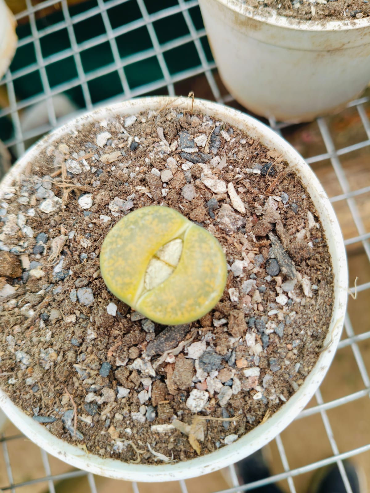 Lithops A2