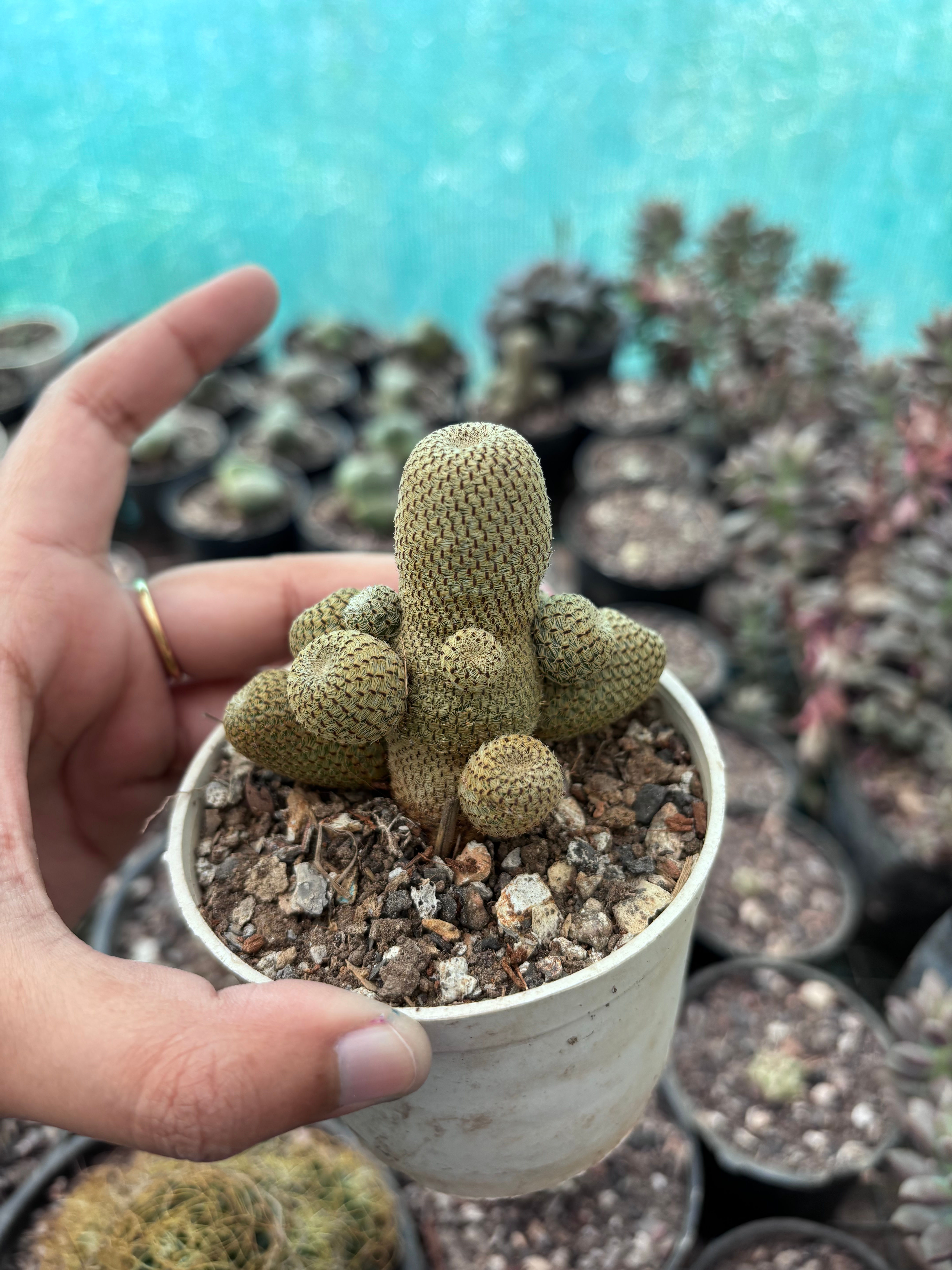 Rebutia Heliosa