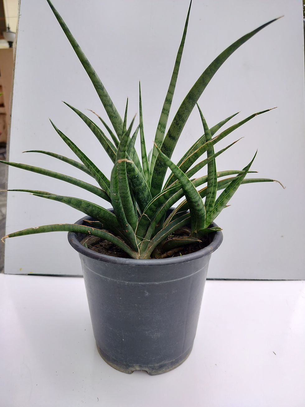 Thumbnail: Sanseveria Fern Wood Plant Without Pot Single Clump