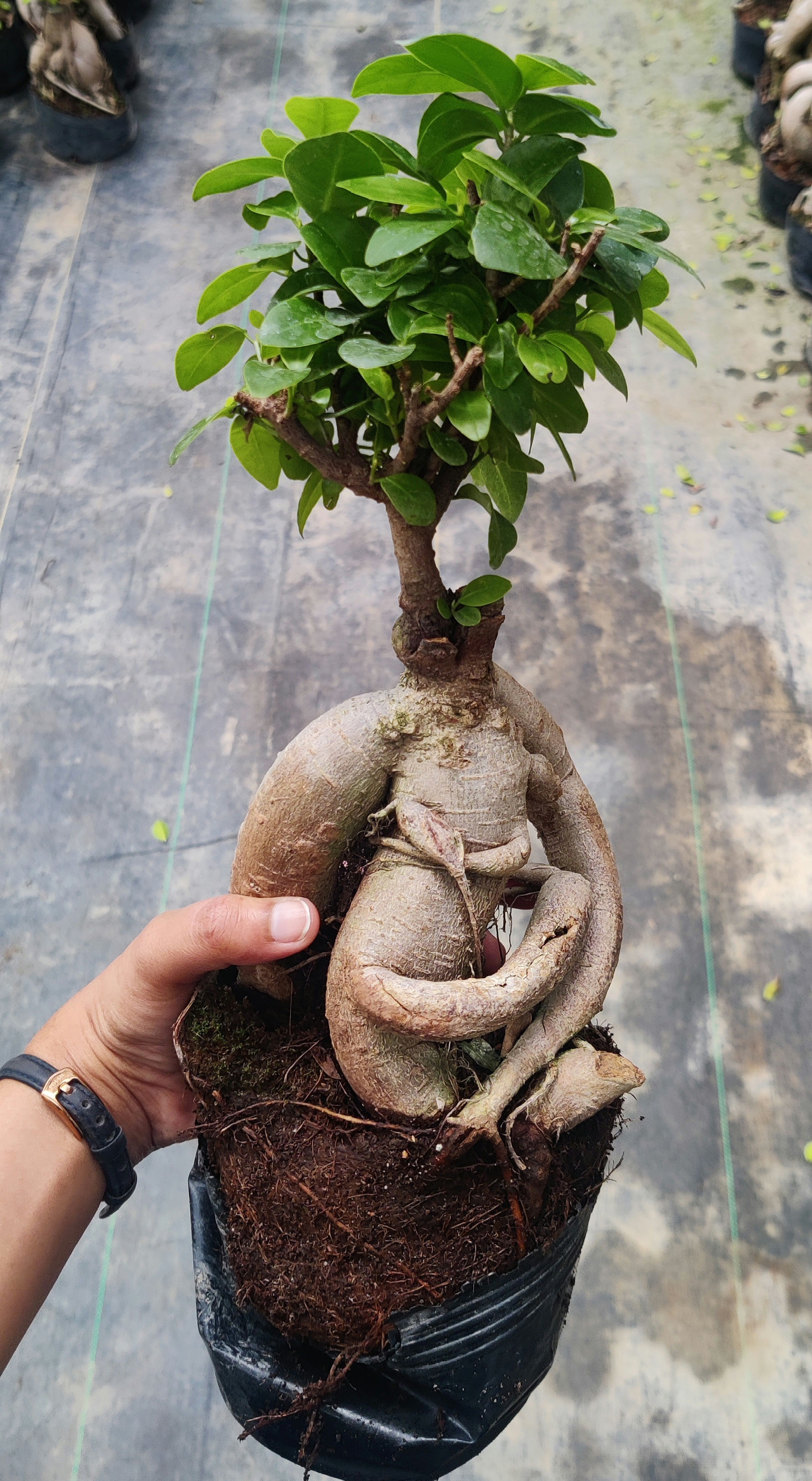 Ficus Bonsai Genseng
