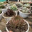 Thumbnail: Echeveria Mother 03