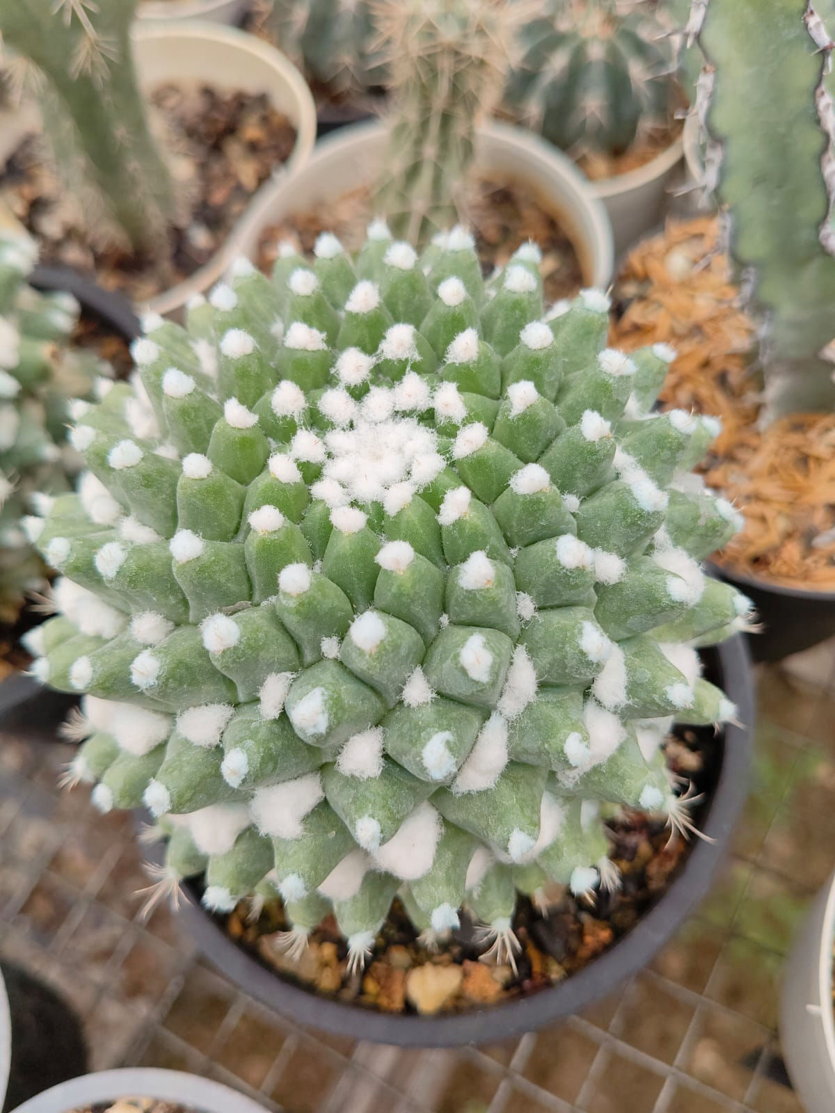 Mammillaria Erusamu big size