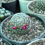 Thumbnail: Mammillaria Candida