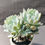 Thumbnail: Echeveria Blue Elf