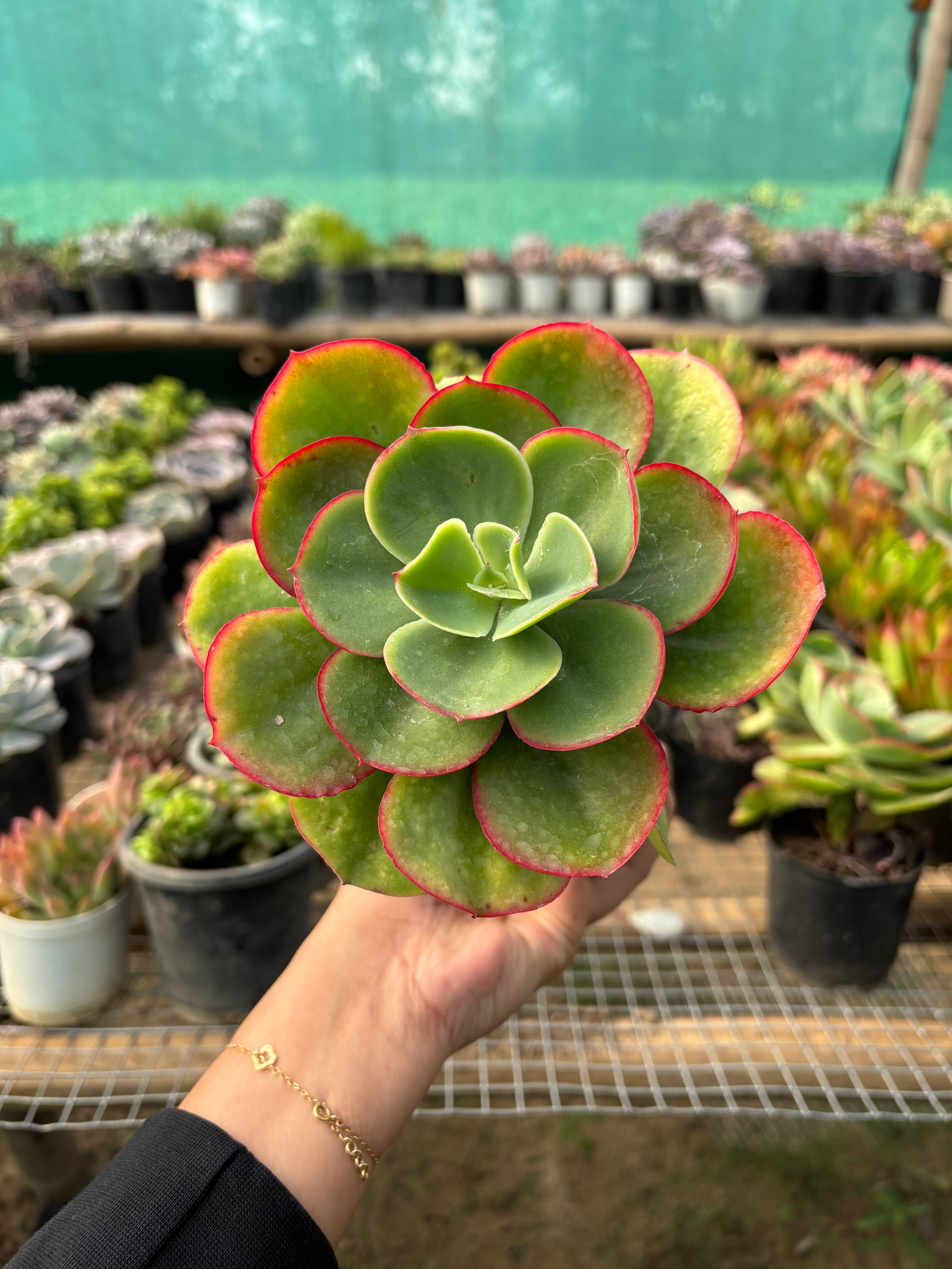 Echeveria Gigantea