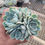 Thumbnail: Echeveria sp A34