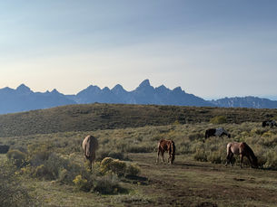 The Grand Tetons with horses grazing in the foreground.