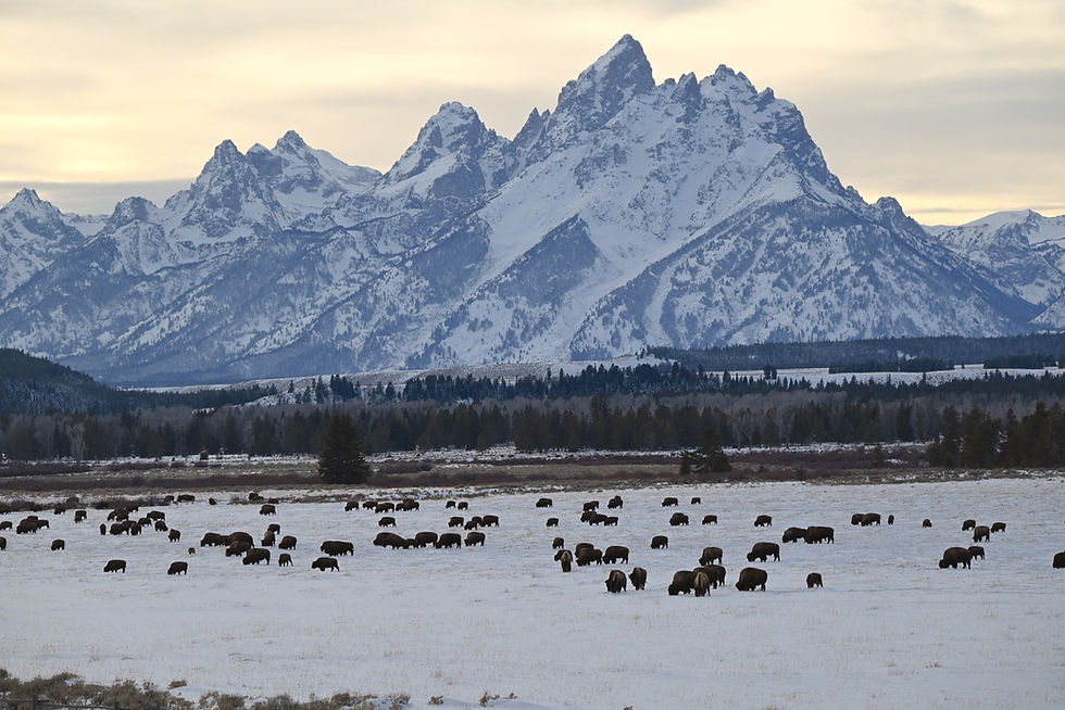 The Grand Tetons with bison grazing in the foreground. 