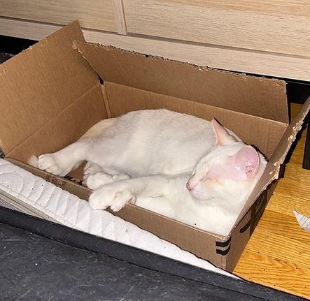 Omen in box.jpeg