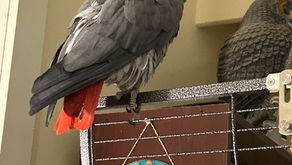 The Birds and Other Critters of Domnijoe