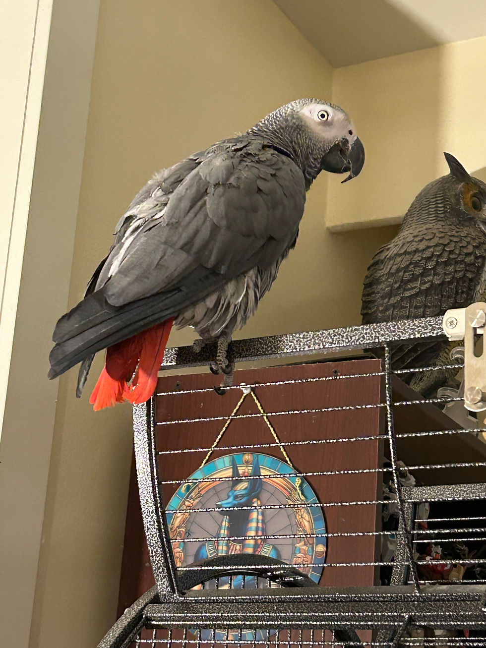 The Birds and Other Critters of Domnijoe