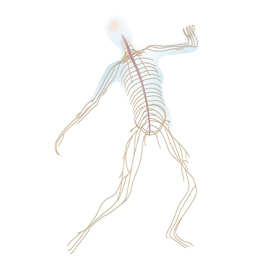 Balance nervous system