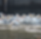 Pelican Show