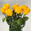 Thumbnail: Long Stem Rose - Yellow