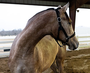 Photo of horse