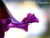 fine arts design study in values purple flower orlando gustilo