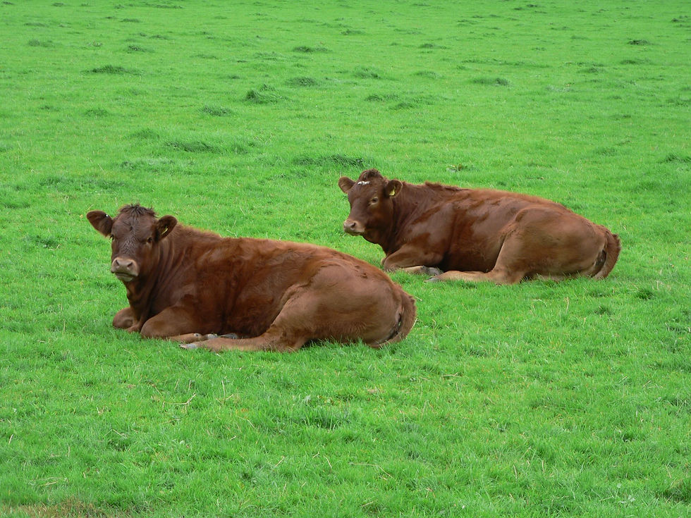brown cows laying down