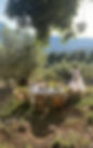 IMG_0055.jpeg