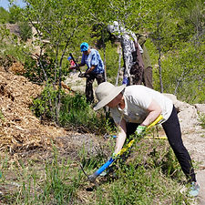 Top ofthe Hill Elm Clearing.jpg