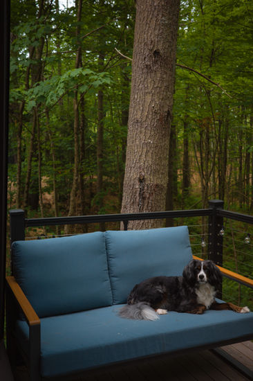 A black and white dog sits on a blue sofa on a deck overlooking a lush forest.