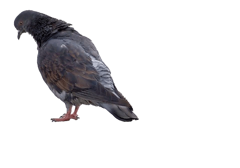 печальный голубь.gif