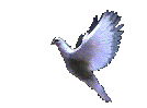 голубь.yNWO6.gif