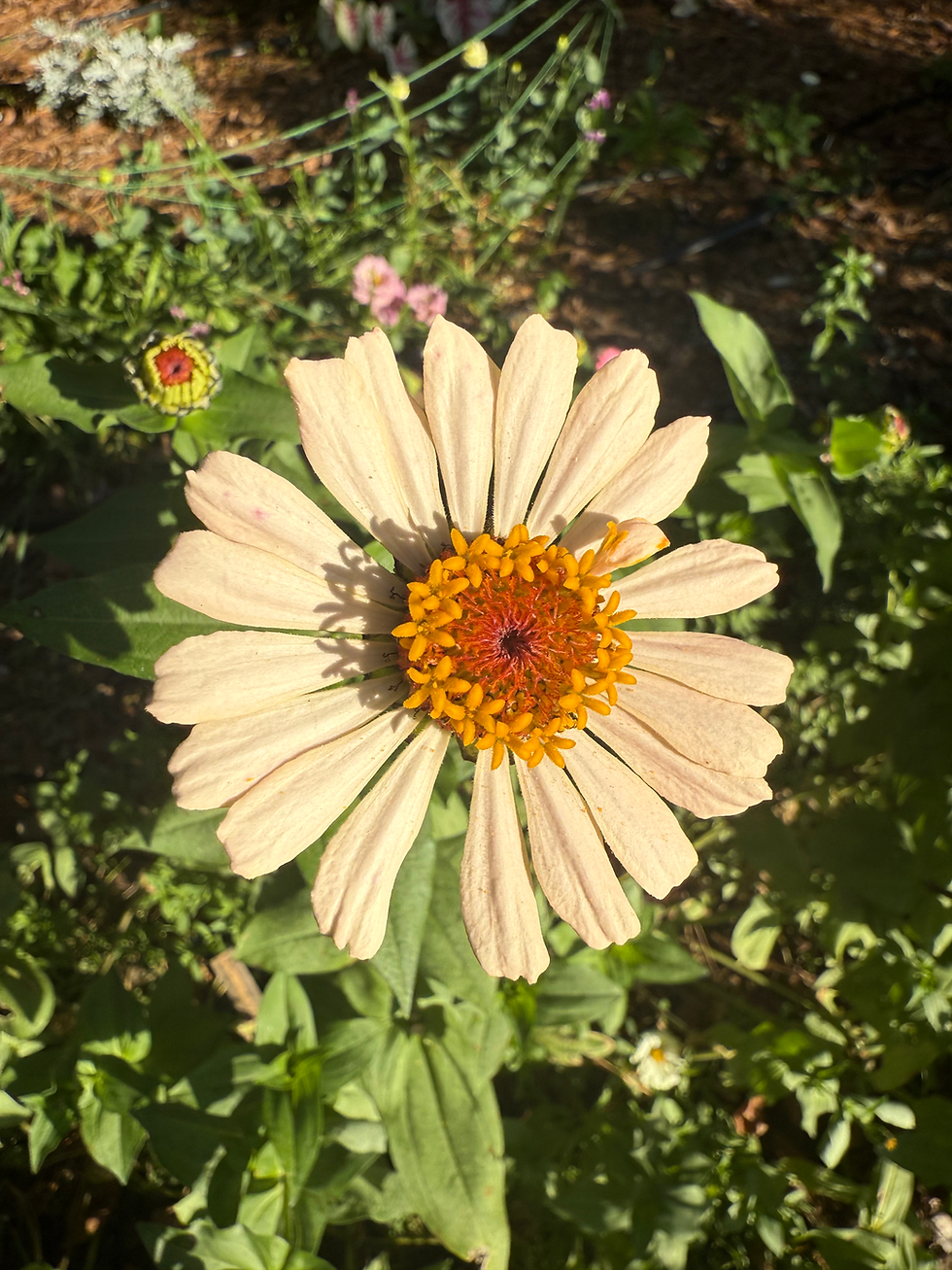 Thumbnail: Bell's Blooms Flower Share-August 2026