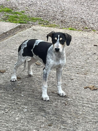 Foxhound cross Whippet Dog