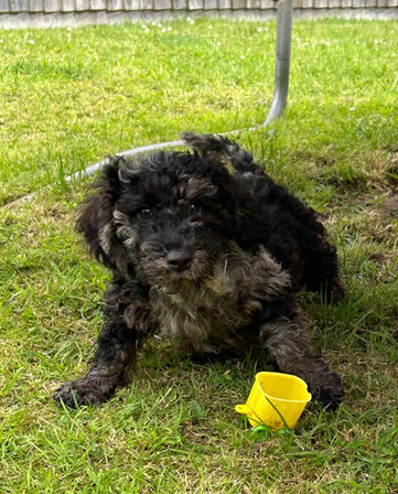 Cockerpoo Puppy