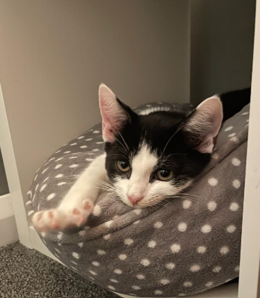 Black & White Kitten