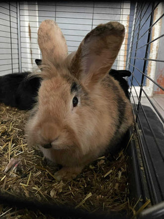 Rabbit