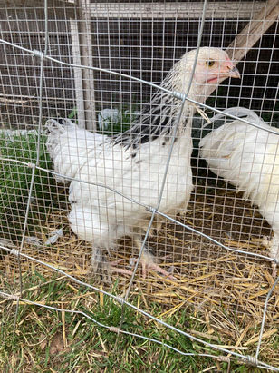 Chicken
Hen