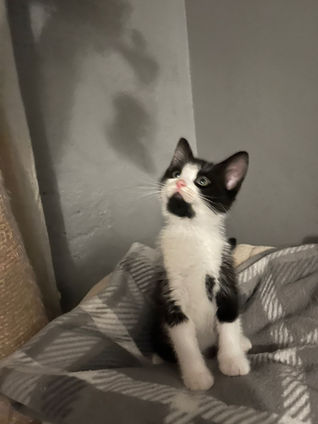 Black & White Kitten