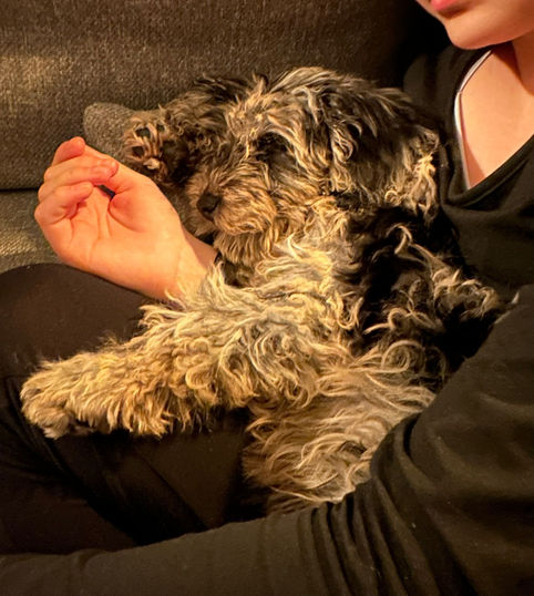 Cockerpoo Puppy