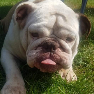English Bulldog