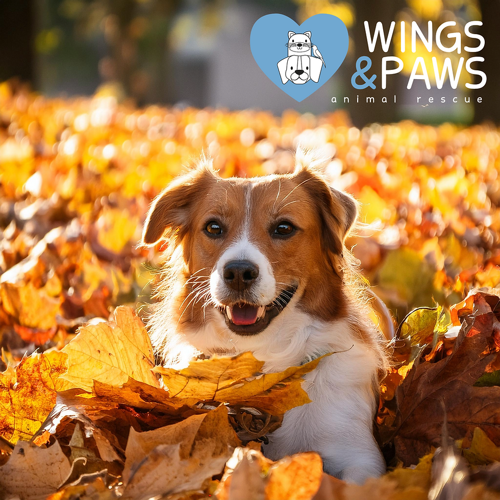 A dog in a pile of autumn leaves