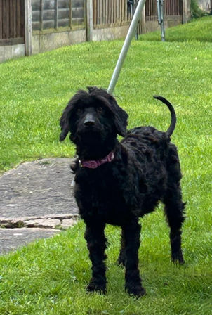 Cockerpoo Dog