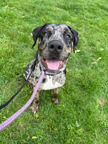 Large Mixed Breed Dog
Mastiff