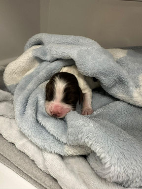 Cocker Spaniel Puppy