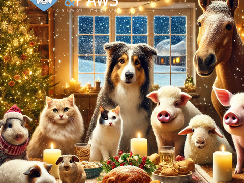 Christmas Cheer and Christmas Caution: Keeping Pets Safe This Festive Season