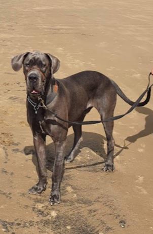 Great Dane