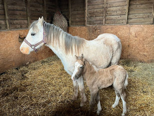 Foal