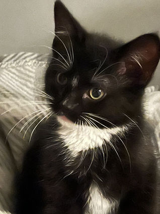 Black & White Cat