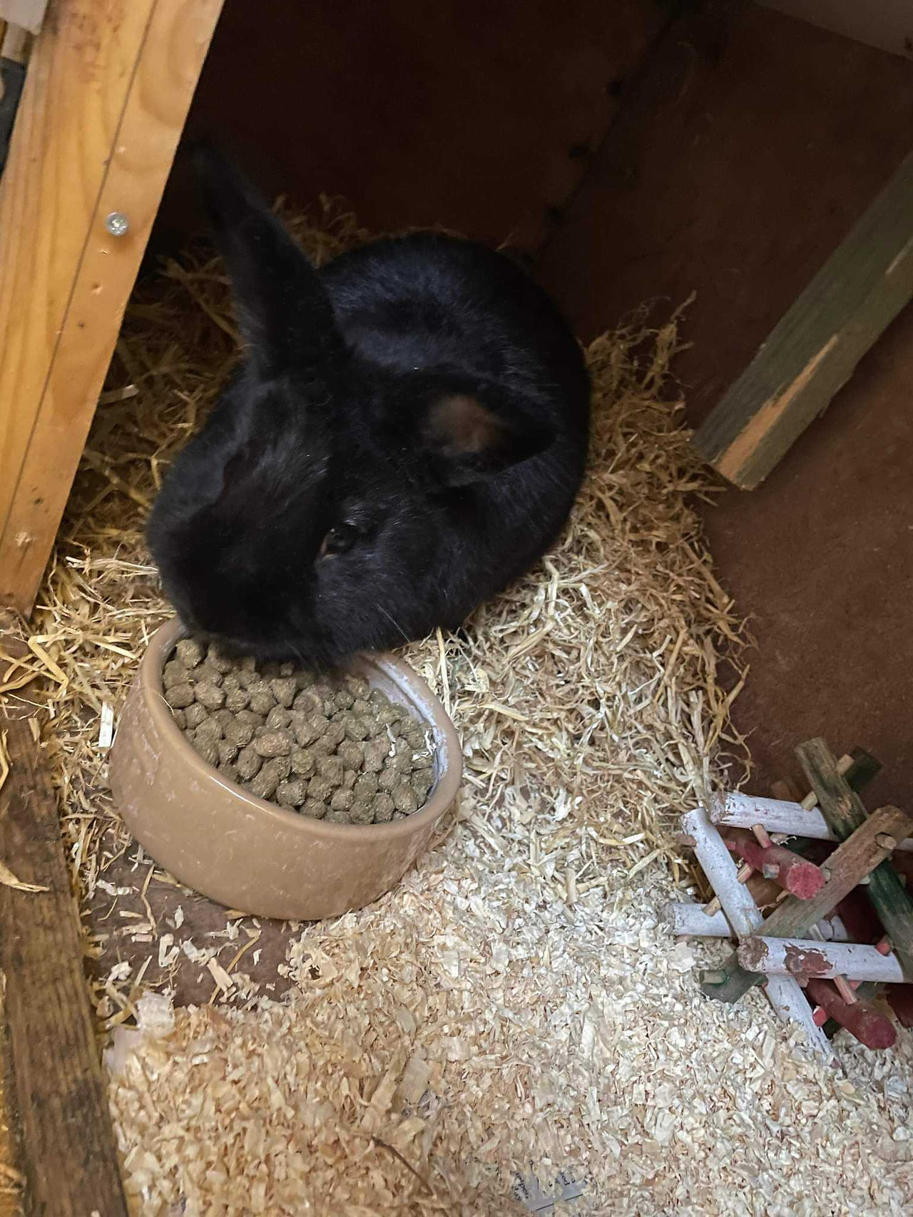 Daddy Rabbit Scatt