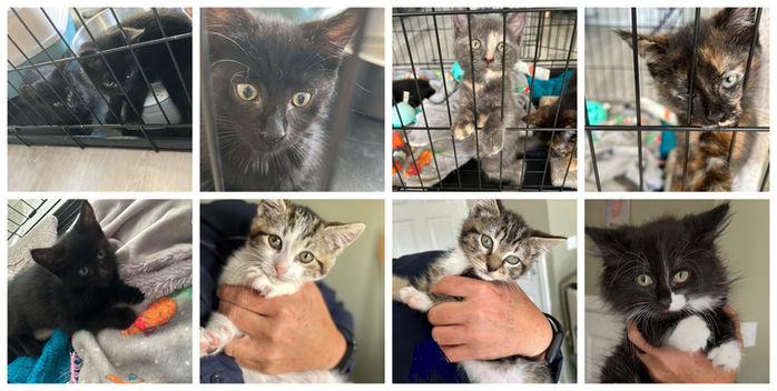 Kittens Collage