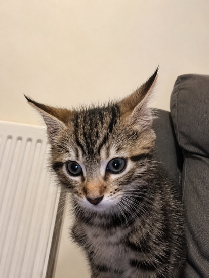 Tabby Kitten